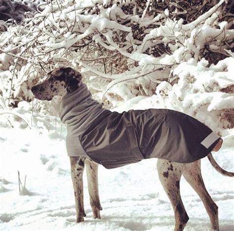 Stylish Winter Apparel for Great Danes: Stay Warm and Fashionable!